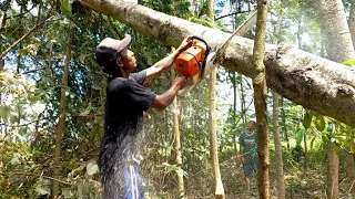 Waduuuuuuuhhh!!! Operatornya hampir tertimpa kayu yang dipotong,Stihl MS660