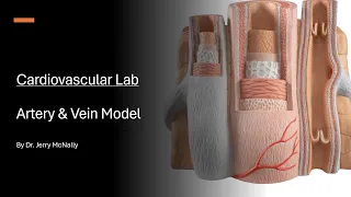 Cardiovascular Lab Artery and Vein Model