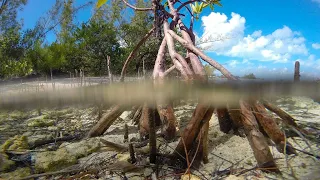 Bahamas Azules: Manglares | Grandes Documentales