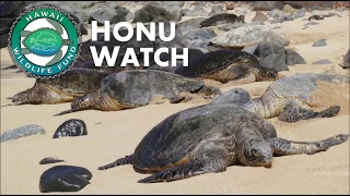 Hawai'i Wildlife Fund's HONU WATCH - short clip
