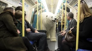 A Polar Bear walks through Central London in UK