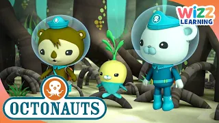 Octonauts - Underwater Forests! | Cartoons for Kids | Wizz Learning