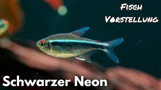 Schwarzer Neon - Hyphessobrycon herbertaxelrodi | Liquid Nature Fisch Vorstellung