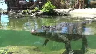 Alligators - Loro Parque Tenerife [4K UHD Ultra HD]