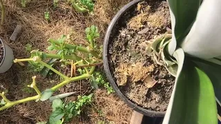 2 Method to force Pineapple plants to flower 🌸