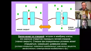 Вячеслав Дубынин ФЧЖ 4 курс 2021 Лекция 1 сенсорные системы