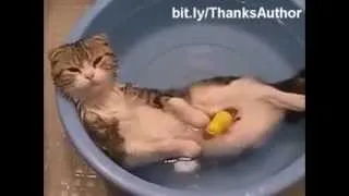 YouTube Funny cats in water, EPIC