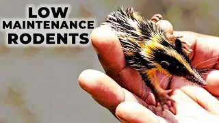 Best Low Maintenance Rodents That Make Great Pets