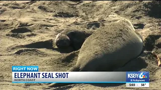 Reward offered after elephant seal shot, killed near San Simeon
