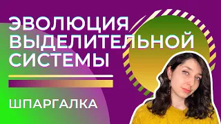 Выделительная система животных— шпаргалка. ЦТ, ЕГЭ, ЗНО