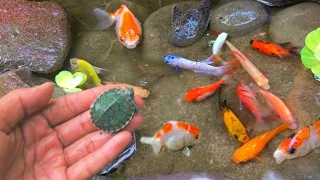 Find colorful ornamental fish, koi fish, goldfish, catfish, snakehead fish, betta fish, lobster