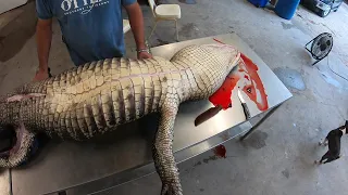 How to Skin an Alligator For a Full Body Mount. S1E1