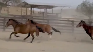 The Fish Springs Wild Horse Release