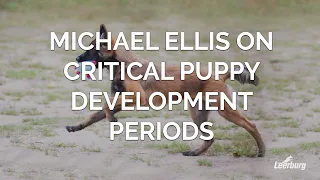 Michael Ellis on Critical Puppy Development Periods