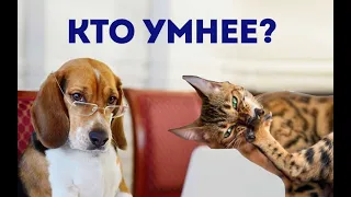 Кто умнее, кошки или собаки, большие или маленькие? Загадочные существа на кухне.