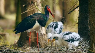 Rare Wildlife Footage – Black Stork Nesting on the Ground