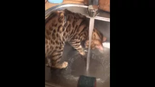 Кот моется / cat taking a shower