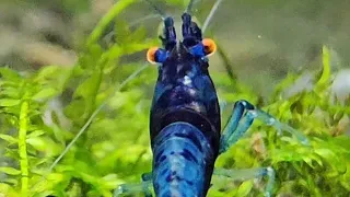 Most beautiful Newbeginner shrimp to date?  Neocaridina Orange Eye Blue dream.