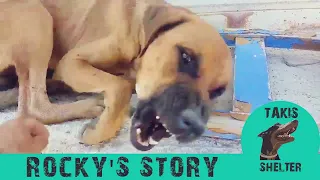 Aggressive dog turns out loves hugs, kisses and...sticks  - Takis Shelter