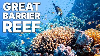 Great Barrier Reef | Documentary