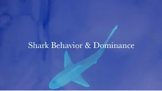 Shark Behavior & Dominance