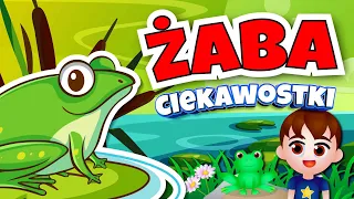 Kazio i ŻABY film edukacyjny dla dzieci 🐸 Ciekawostki o żabach 🐸