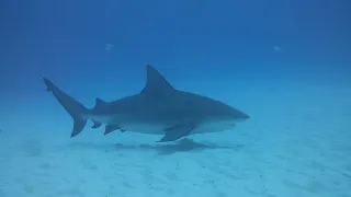 Bull Shark Discover Dive 2018 Jupiter Florida With Emerald Charters