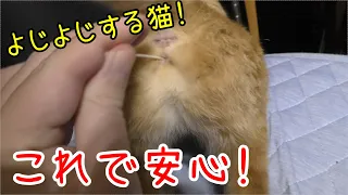 発情中達の二匹の猫、みーちゃんとドコモこんなに重なるなんて珍しい、まとめて相手にしたらぁ！