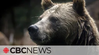 Rare grizzly bear attack in Alberta kills couple during backcountry hike