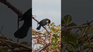 red wing blackbird in action