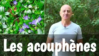 Les acouphènes