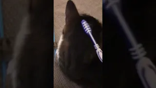 Petting a cat with wet toothbrush.  Check desc