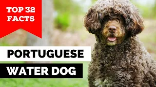 99% of Portuguese Water Dog Owners Don't Know This