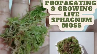 Propagating & Growing Live Sphagnum Moss [With English Subtitle]