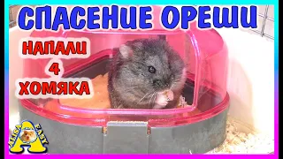 Осталось 4 хомяка / Что случилось с Орешей? / Спасение Хомяка / Alisa Easy Pets