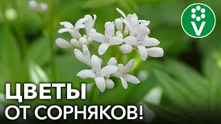 ЭТИ ЦВЕТЫ ЗАДАВЯТ САМЫЕ ЗЛОСТНЫЕ СОРНЯКИ НА УЧАСТКЕ!