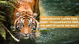 Erstaunliche Fakten über Tiger - Wissenswertes über die größte Katze der Welt! #tiger