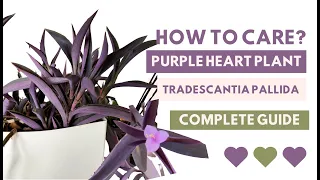 How to Care for Tradescantia Pallida 'Purple Heart' Plants: All You Need to Know