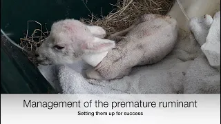 Management of premature lambs/kids/calves/cria; Vet explains | Sez the Vet