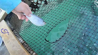 SLO-MO Tarpon Feeding BY HAND while dodging VICIOUS PELICANS @ Robbies