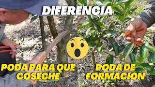 Diferencia entre poda de Formación y Poda para Cosecha - Poda de un limonero