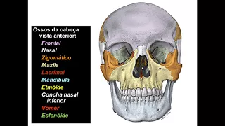 OSSOS DA CABEÇA