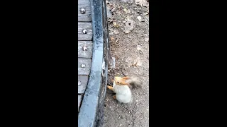 Белки всё понимают / Squirrels understand everything