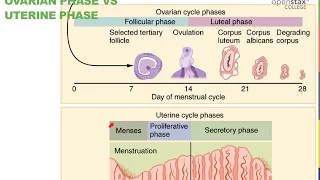 09E Female Reprod Ovarian and Uterine Cycle