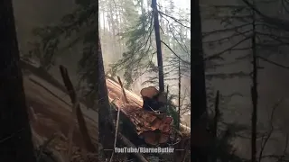 pushing a large cedar