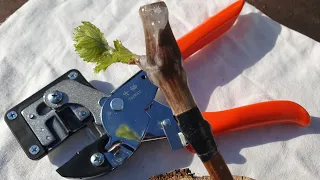 Tabletop grafting of grapes using grafting pruners into seedlings and shanks.