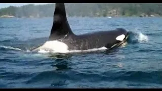 Kayaking with Orca, or Killer Whales off Sooke, BC on Vancouver Island.