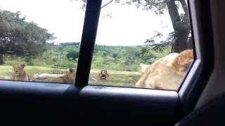 Лев открыл дверь туристической машины  Lion opens car door