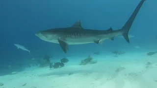 Tiger Shark Expedition 2021 at Fuvahmulah , Maldives