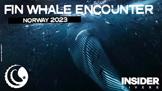 Divers encounter 7 Fin Whales in Norway